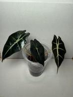 Alocasia Amazonica (2), Huis en Inrichting, Kamerplanten, Ophalen of Verzenden, Halfschaduw, Minder dan 100 cm