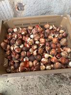 Tulpenbollen, Ophalen of Verzenden, Volle zon