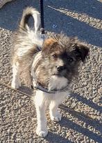 SUPER LIEVE PUP DRAGO KOMT BINNENKORT NAAR NEDERLAND, Particulier, Rabiës (hondsdolheid), 15 weken tot 1 jaar, Reu