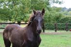 Chique zwart PRE veulen, Dieren en Toebehoren, Paarden, Gechipt, Niet van toepassing, Dressuurpaard, 0 tot 2 jaar
