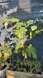 Vijgen boompje, Ophalen of Verzenden, Minder dan 100 cm, Vijgenboom, Zomer