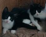 Evy&Luuk, Meerdere dieren, Kortharig, 0 tot 2 jaar