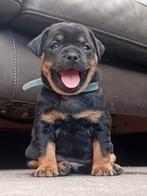 Carlin Pinscher pups, Dieren en Toebehoren, Overige rassen, CDV (hondenziekte), 8 tot 15 weken, Meerdere