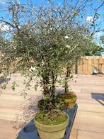 Corokia cotoneaster, Ophalen, Zomer, Overige soorten, Halfschaduw