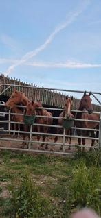 Mooie KWPN paarden, Dieren en Toebehoren, Paarden, Merrie, Minder dan 160 cm, 0 tot 2 jaar