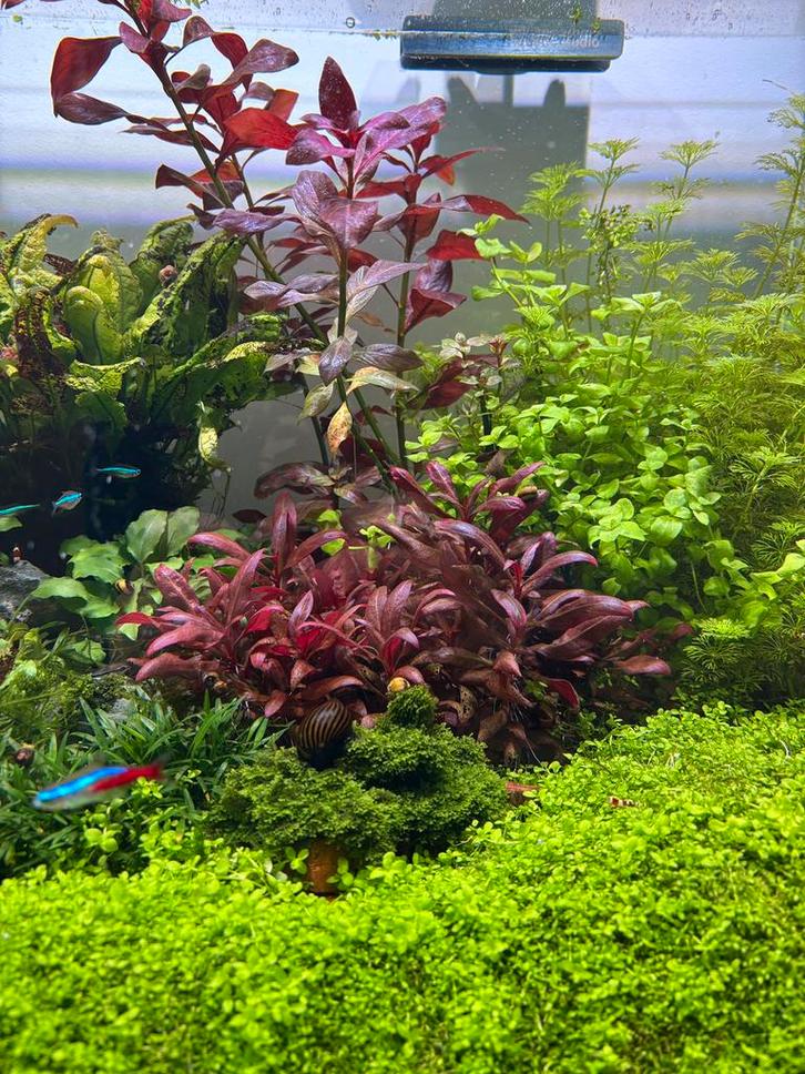 Mooi aquarium planten pakket te koop, Dieren en Toebehoren, Vissen | Aquaria en Toebehoren, Nieuw, Plant(en), Steen of Hout, Ophalen
