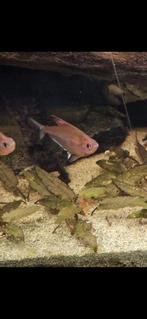 5x bloedvlektetra te koop, Vis, Zoetwatervis, Schoolvis