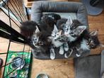 Prachtige main coon kittens, Dieren en Toebehoren, Katten en Kittens | Raskatten | Langhaar, Meerdere dieren, Gechipt, 0 tot 2 jaar