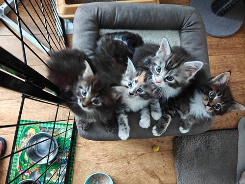 Prachtige main coon kittens, Dieren en Toebehoren, Katten en Kittens | Raskatten | Langhaar, Meerdere dieren, 0 tot 2 jaar, Gechipt