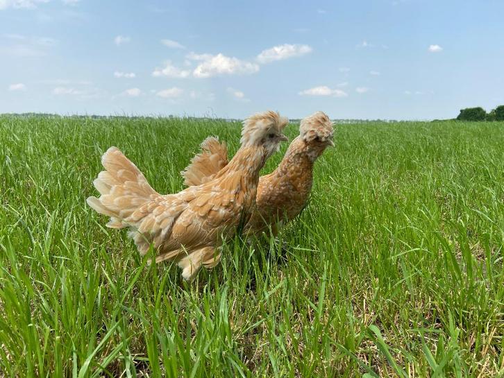 Jonge tamme Padua kippen gesekst en ingeënt, Dieren en Toebehoren, Pluimvee, Kip, Vrouwelijk