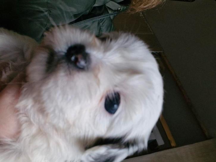 Boomertjes / I, Dieren en Toebehoren, Honden | Chihuahua's en Gezelschapshonden, Meerdere dieren, Overige rassen, Fokker | Hobbymatig