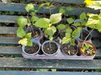Jonge hibiscus plantjes , ca 5 cm - 10 cm hoog, Tuin en Terras, Planten | Tuinplanten, Ophalen, Overige soorten, Volle zon