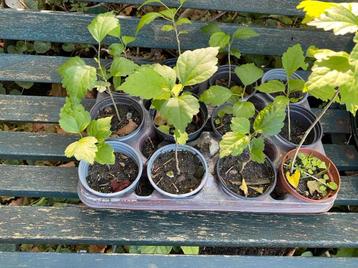 Jonge hibiscus plantjes , ca 5 cm - 10 cm hoog beschikbaar voor biedingen