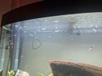 Guppies ouderen/jongkies, Ophalen, Zo goed als nieuw, Gevuld zoetwateraquarium