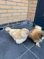 Kippen parelhoenkriel, Vrouwelijk, Kip