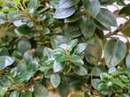 Peperomia stekjes, Ophalen, Halfschaduw, Minder dan 100 cm