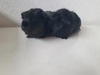 2 prachtige zwarte cavia zusjes zoeken een huisje, Dieren en Toebehoren, Knaagdieren, Juni, Vrouwelijk, Cavia