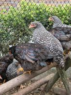 Barnevelder en Amrock kuikens / kippen hennetjes, Dieren en Toebehoren, Pluimvee, Meerdere dieren, Kip