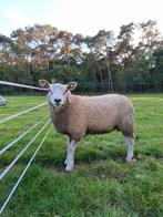 Engelse texelaar ram, Dieren en Toebehoren, Schapen, Geiten en Varkens, Mannelijk, Schaap, 0 tot 2 jaar