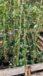 16 stuks Hedera 175 tot 200 cm, Ophalen of Verzenden, Overige soorten, 100 tot 250 cm