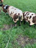 Te luxe Bonte dekram, Dieren en Toebehoren, Schapen, Geiten en Varkens, Mannelijk, Schaap