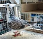 Van den Brande duivin, Dieren en Toebehoren, Vogels | Duiven, Vrouwelijk, Postduif