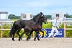 Mooi luxe fries hengst veulen, Dieren en Toebehoren, Hengst, Niet van toepassing, 0 tot 2 jaar