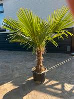 Trachycarpus Fortunei palmboom Stamhoogte 50cm, Zomer, Volle zon, Ophalen, Palmboom