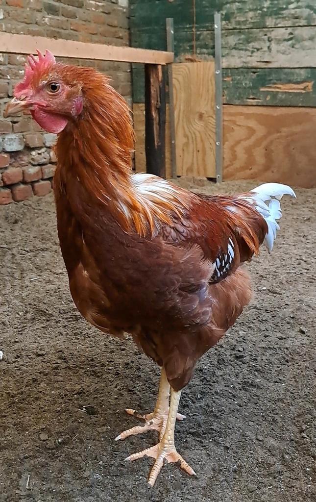 Mooie kruisling haan van25 juli (50% welsumer en 50%isabrown, Dieren en Toebehoren, Pluimvee, Kip, Mannelijk