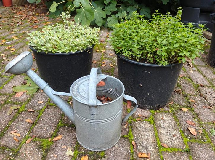 Verschillende soorten munt in 20 L pot appel ananas aardbei, Tuin en Terras, Planten | Tuinplanten, Vaste plant, Kruiden, Volle zon