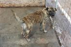 Dexter ter adoptie!, Dieren en Toebehoren, 6 jaar of ouder, Particulier, Rabiës (hondsdolheid), Reu