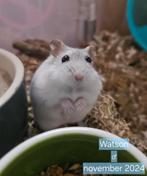 Dwerghamster Watson ter adoptie, Dieren en Toebehoren, November, Mannelijk, Hamster