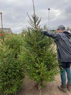 Picea abies fijnspar aanbieding, Tuin en Terras, Planten | Bomen, Ophalen, Bloeit niet, Volle zon, Overige soorten