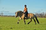 Equestrian stockholm set bronze, Dieren en Toebehoren, Paarden en Pony's | Dekens en Dekjes, Verzenden, Zo goed als nieuw