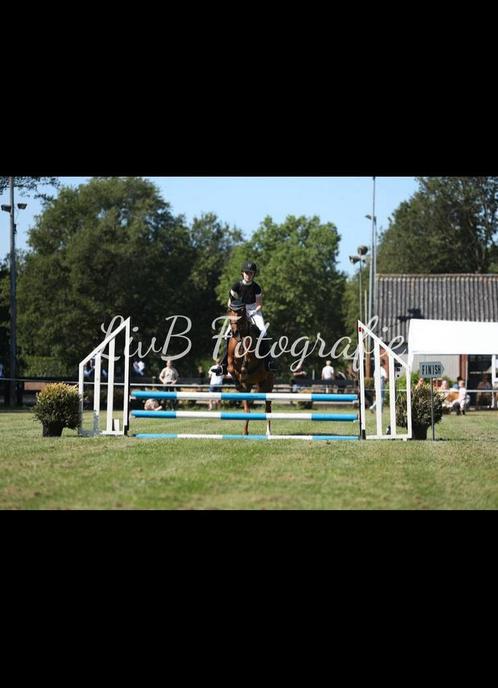 Leuke recreatie d pony, Dieren en Toebehoren, Pony's, Merrie, Recreatiepony