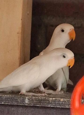 Jonge baby spierwitte agapornissen beschikbaar voor biedingen