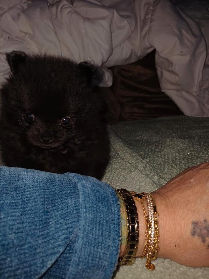 Dwergkwees pomeriaan teefje, Dieren en Toebehoren, Honden | Poolhonden, Keeshonden en Oertypen, Teef, Keeshond, Particulier, Eén hond