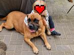 Bullmastiff dekreu gezocht, Dieren en Toebehoren, Overige rassen, Teef, Eén hond, 3 tot 5 jaar