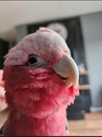 Super lieve tamme rosé kaketoe., Dieren en Toebehoren, Vogels | Parkieten en Papegaaien, Papegaai, Mannelijk