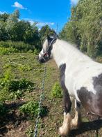 Verzorg pony gezocht, Ophalen