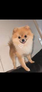 Pomriaan pups verwacht!, Rabiës (hondsdolheid), Overige rassen, 8 tot 15 weken, Meerdere