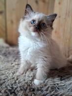 mitted en seal point Ragdoll kittens met stamboom, Dieren en Toebehoren, Katten en Kittens | Raskatten | Langhaar, Meerdere dieren