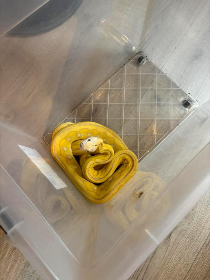 0.1 SD retic albino tiger het anery