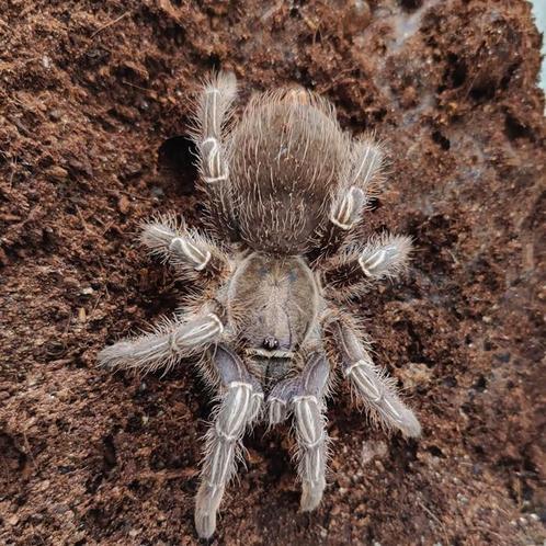 Aphonopelma Seemanni, Dieren en Toebehoren, Insecten en Spinnen