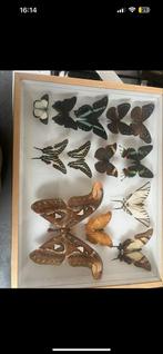 Vlinder Vitrine, Vlinders of Rupsen