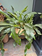 Hertshoren varen in pot, Ophalen of Verzenden