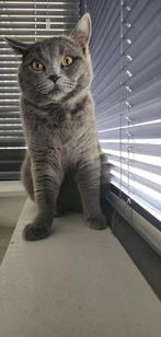 Dekkater Rasechte Britse korthaar, Dieren en Toebehoren, Katten en Kittens | Raskatten | Korthaar, Kater, Gechipt, 0 tot 2 jaar