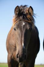 Meerdere paarden en pony's wegens inkrimping, Meerdere dieren, Onbeleerd, Gechipt, 0 tot 2 jaar