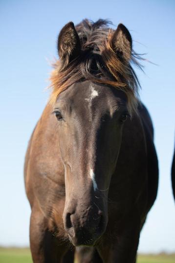 Meerdere paarden en pony's wegens inkrimping beschikbaar voor biedingen