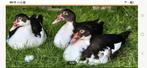 6 mooie muskus eenden, Dieren en Toebehoren, Pluimvee, Meerdere dieren, Eend